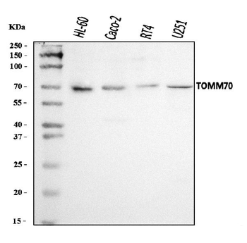 TOMM70 Rabbit Polyclonal Antibody