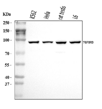 TGF beta Receptor III/TGFBR3 Rabbit Polyclonal Antibody