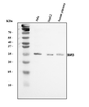 SNAP23 Rabbit Polyclonal Antibody