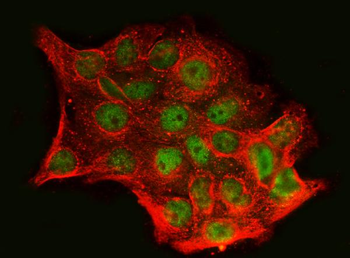 SnoN/SNO/SKIL Antibody