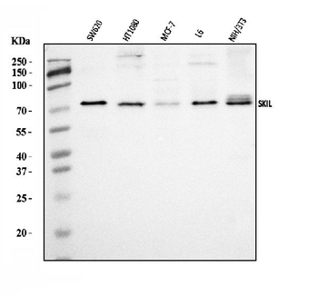 SnoN/SNO/SKIL Antibody