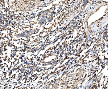 RPL32 Rabbit Polyclonal Antibody