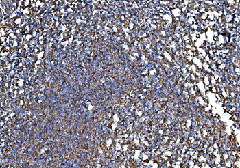 RPL32 Rabbit Polyclonal Antibody