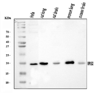 RPL32 Rabbit Polyclonal Antibody