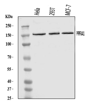 PPFIA1 Antibody
