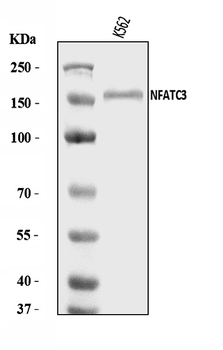 NFAT4/NF-ATc3/NFATC3/NF Rabbit Polyclonal Antibody