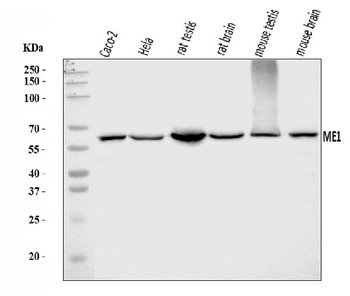 ME1 Rabbit Polyclonal Antibody