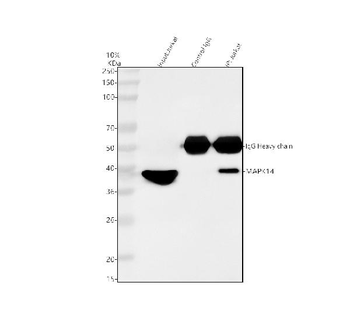 p38 alpha/MAPK14 Rabbit Polyclonal Antibody