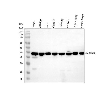 p38 alpha/MAPK14 Rabbit Polyclonal Antibody