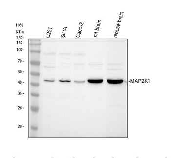 MEK1/MAP2K1 Rabbit Polyclonal Antibody