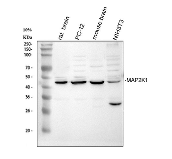 MEK1/MAP2K1 Rabbit Polyclonal Antibody