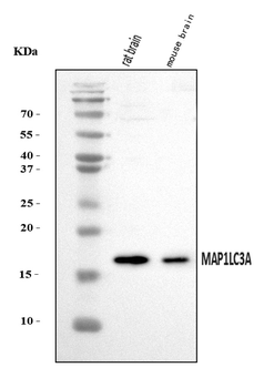 MAP1LC3A Rabbit Polyclonal Antibody