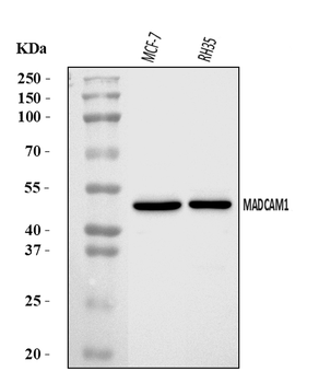 MADCAM1 Rabbit Polyclonal Antibody