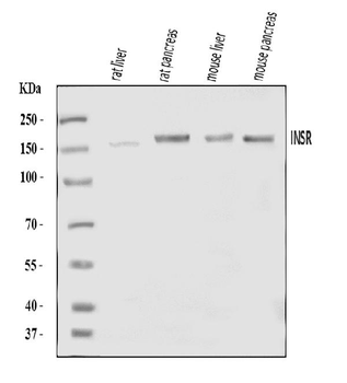 Insulin Receptor/INSR Rabbit Polyclonal Antibody