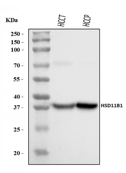 HSD11B1 Rabbit Polyclonal Antibody