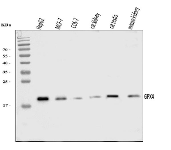Glutathione Peroxidase 4/GPX4 Rabbit Polyclonal Antibody (Peroxidase)