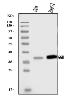 GGH Rabbit Polyclonal Antibody