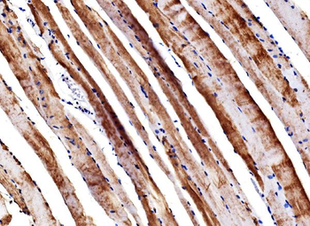 ENO3 Rabbit Polyclonal Antibody