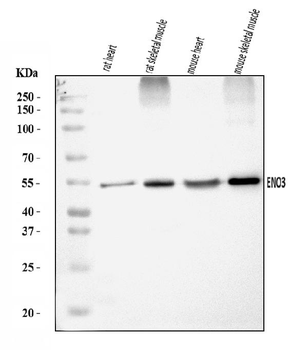 ENO3 Rabbit Polyclonal Antibody