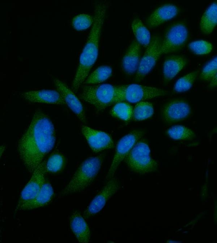 Elongin-C/ELOC Rabbit Polyclonal Antibody