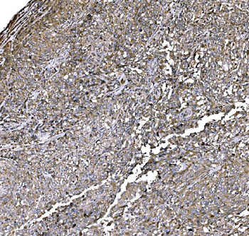 Elongin-C/ELOC Rabbit Polyclonal Antibody