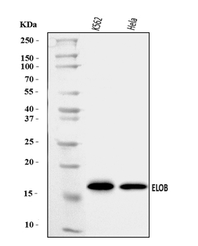 TCEB2/Elongin-B/ELOB Rabbit Polyclonal Antibody
