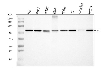 DDX3/DDX3X Rabbit Polyclonal Antibody
