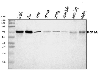 DCP1A Rabbit Polyclonal Antibody