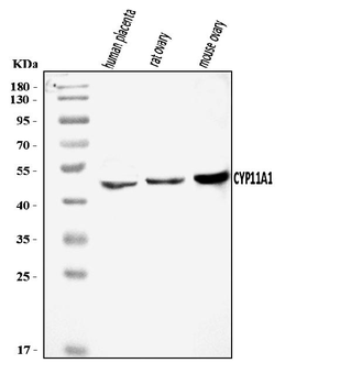CYP11A1 Rabbit Polyclonal Antibody