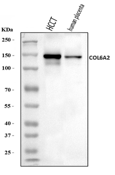 Collagen VI/COL6A2 Antibody