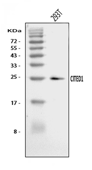 CITED1 Rabbit Polyclonal Antibody