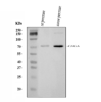 Chromogranin A/Chga Antibody