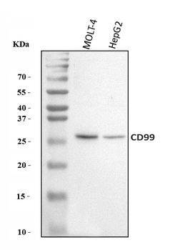 CD99 Rabbit Polyclonal Antibody