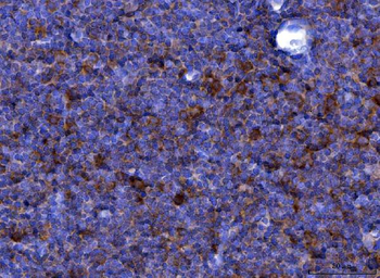 Eotaxin/Ccl11 Rabbit Polyclonal Antibody
