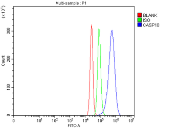 Caspase-10/CASP10 Antibody