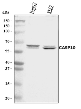 Caspase-10/CASP10 Antibody