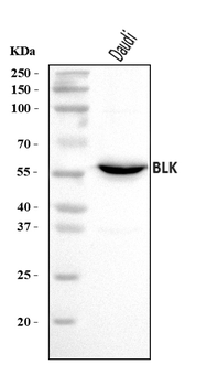 BLK Rabbit Polyclonal Antibody
