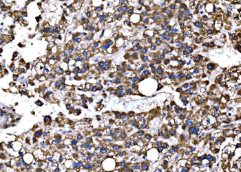 Bim/BCL2L11 Antibody