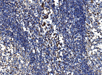 Bim/BCL2L11 Antibody