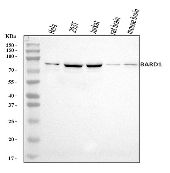 BARD1 Rabbit Polyclonal Antibody