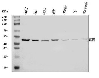 AP2M1 Antibody