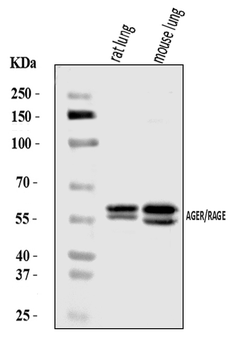 RAGE/AGER Rabbit Polyclonal Antibody