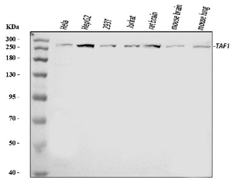 TAF1 Rabbit Polyclonal Antibody