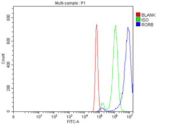 ROR beta/RORB Rabbit Polyclonal Antibody