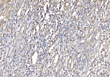 PLP2 Rabbit Polyclonal Antibody