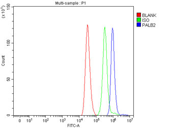 PALB2 Rabbit Polyclonal Antibody