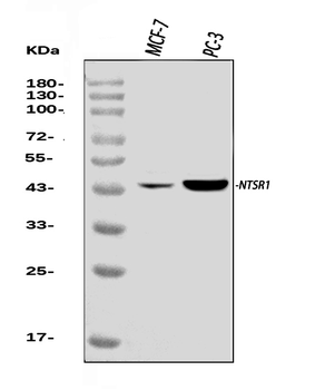 Neurotensin Receptor 1/NTSR1 Rabbit Polyclonal Antibody