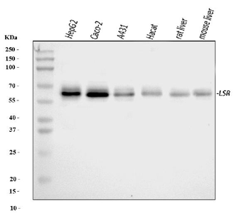 LSR Rabbit Polyclonal Antibody