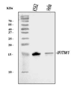 IFITM1 Rabbit Polyclonal Antibody