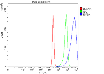 EIF5A Antibody